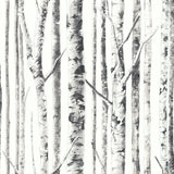 Birch FJ100114