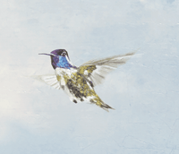 Hummingbird Peel and Stick Wallpaper MFW10019 - Mayflower Wallpaper