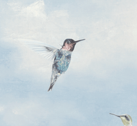 Hummingbird Peel and Stick Wallpaper MFW10019 - Mayflower Wallpaper