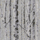 Birch Moonlight FJ41609